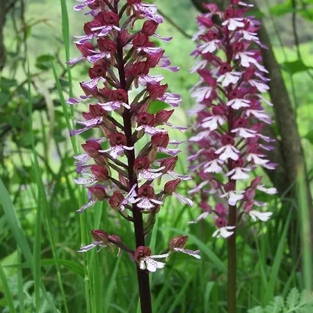 Hotel Haus Orchideental Jena