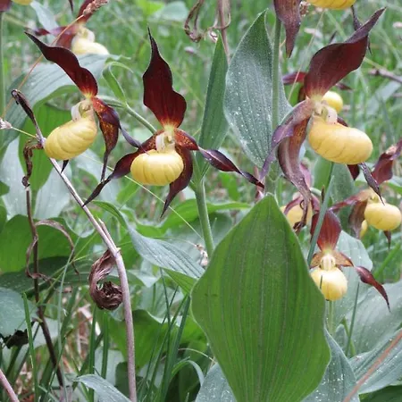 Haus Orchideental 3* Ена