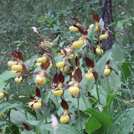 Haus Orchideental 3*