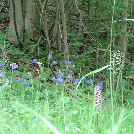 Отель Haus Orchideental