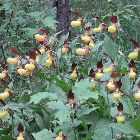 Haus Orchideental Hotel 3*