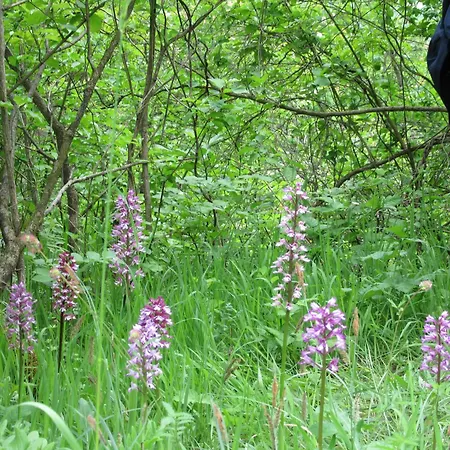 Haus Orchideental Hotel