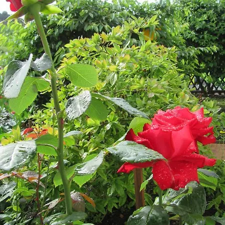 Отель Haus Orchideental Ена