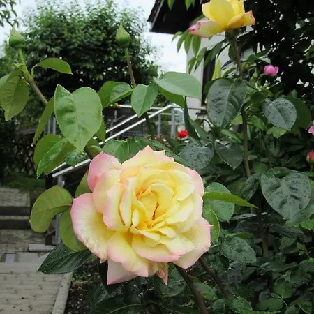 Otel Haus Orchideental 3*