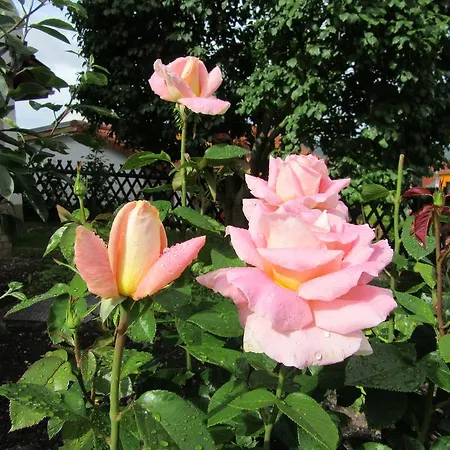 Haus Orchideental Jena