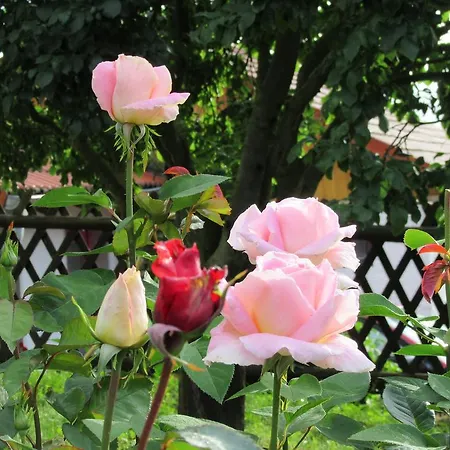 Ξενοδοχείο Haus Orchideental