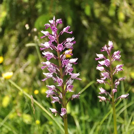 Haus Orchideental Otel