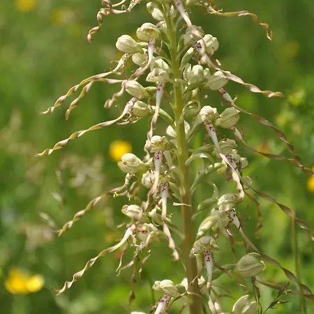 Haus Orchideental Otel 3*