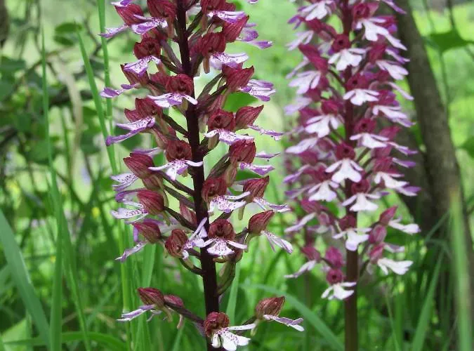 ホテル Haus Orchideental イェーナ