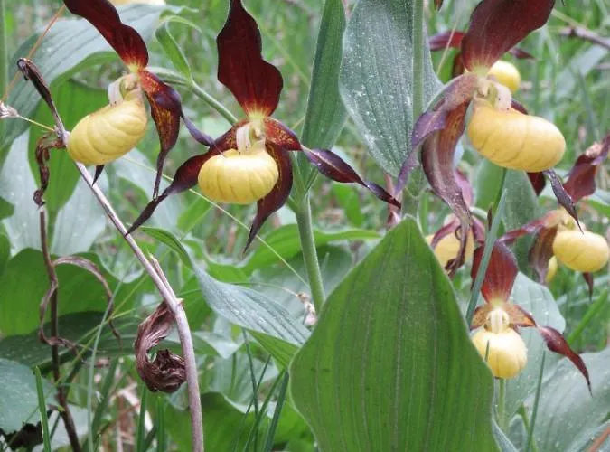 Haus Orchideental 3* Jena