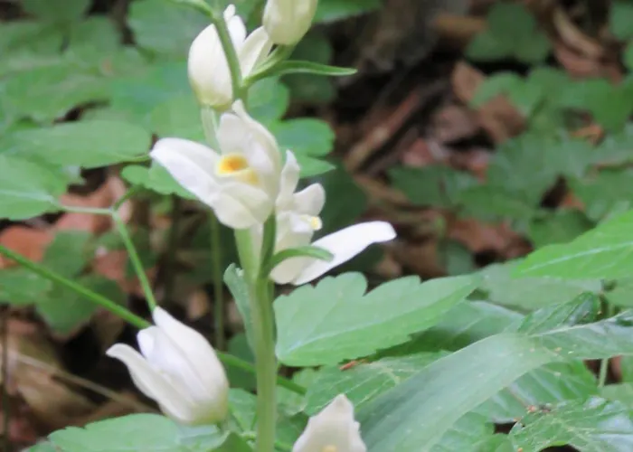 Hotell Haus Orchideental