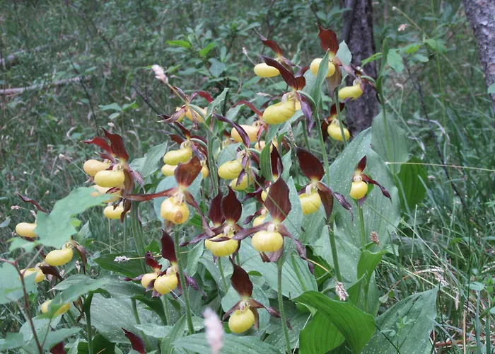 Haus Orchideental 3*