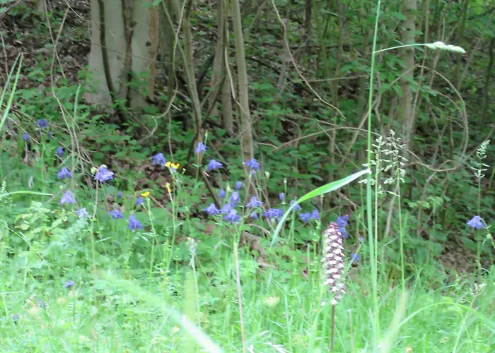 ホテル Haus Orchideental