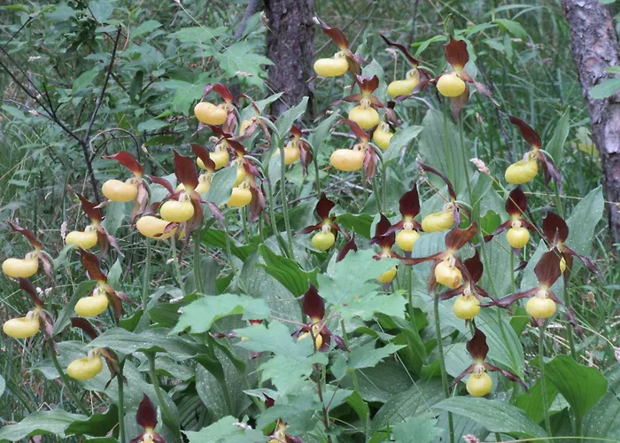 Haus Orchideental ホテル 3*