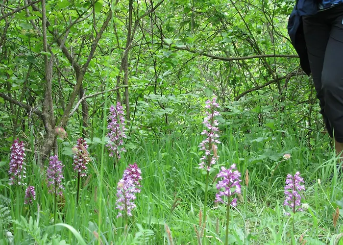 Haus Orchideental ホテル