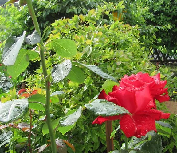 Hotell Haus Orchideental Jena