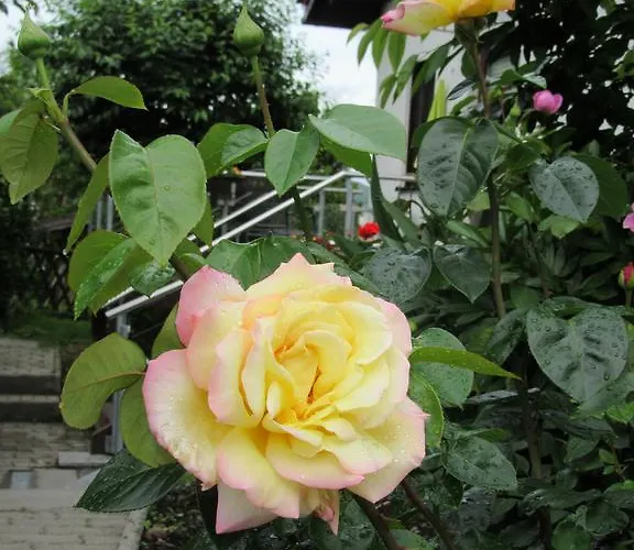 ホテル Haus Orchideental 3*