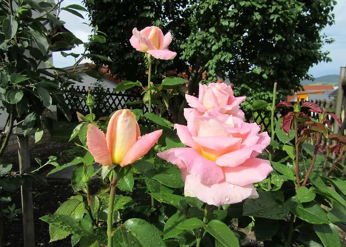 Haus Orchideental Jena