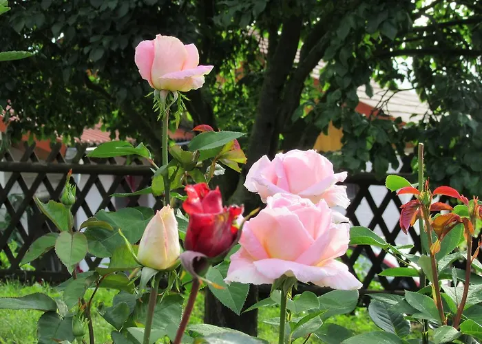 Hotell Haus Orchideental