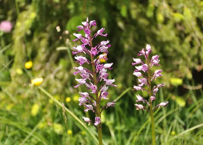 Haus Orchideental Hotell