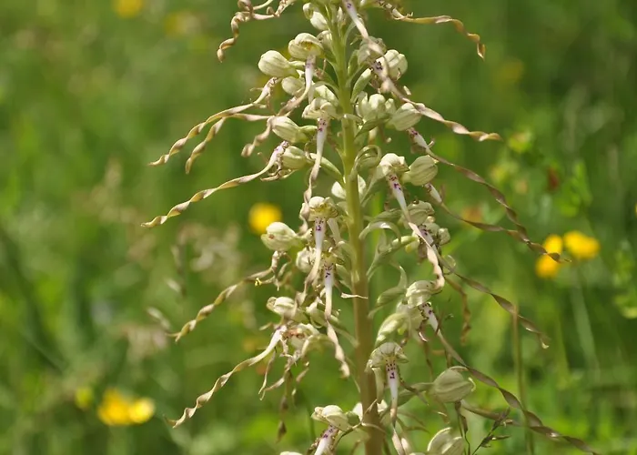 Haus Orchideental Hotell 3*